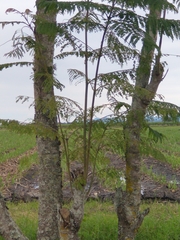 Jacaranda caucana