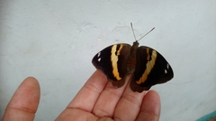 Opsiphanes