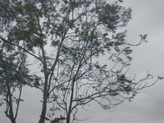 Jacaranda caucana