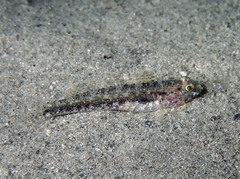 Gobius couchi
