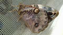 Opsiphanes