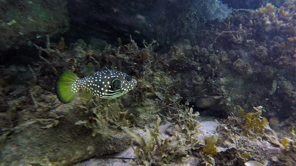 Bristly puffer