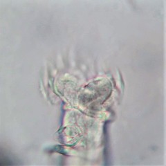 Habrotrocha collaris