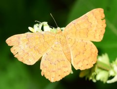 Emesis vulpina