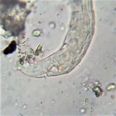 Habrotrocha collaris