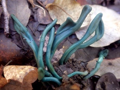 Microglossum nudipes