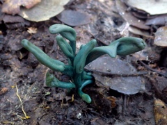 Microglossum nudipes