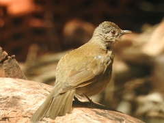 Turdus leucomelas
