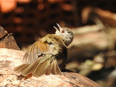Turdus leucomelas