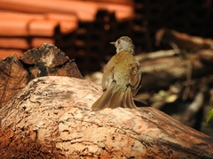 Turdus leucomelas