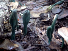 Microglossum nudipes