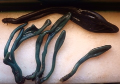 Microglossum nudipes