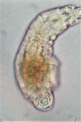 Habrotrocha collaris