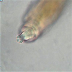 Habrotrocha collaris