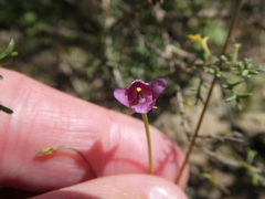 Diascia elongata