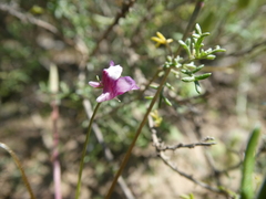 Diascia elongata