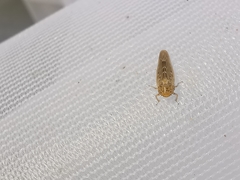 Thamnotettix dilutior