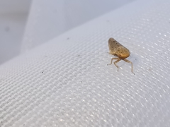 Thamnotettix dilutior