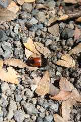 Paromia dorcoides