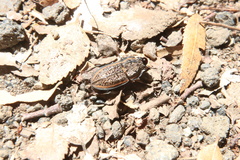 Erichius caelatus