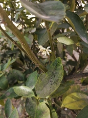 Citrus