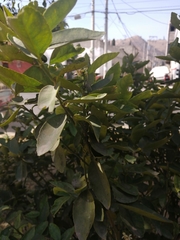 Citrus