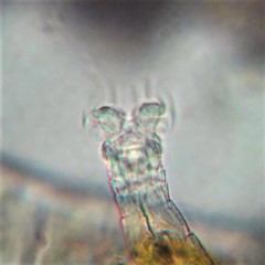 Habrotrocha collaris