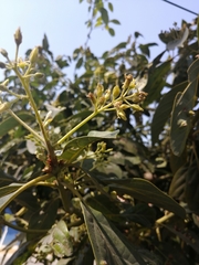 Angiospermae
