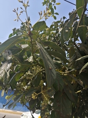 Angiospermae