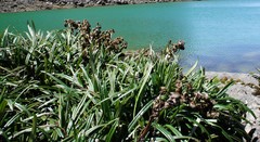 Senecio comosus culcitioides