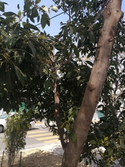 Angiospermae