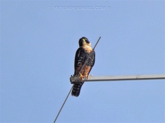 Falco rufigularis
