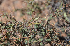 Adesmia spinosissima