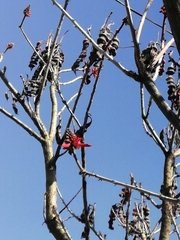Erythrina americana