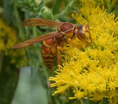 Polistes apachus texanus