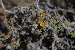 Adesmia spinosissima