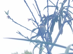 Zonotrichia capensis