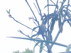 Zonotrichia capensis