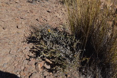 Adesmia spinosissima