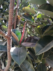 Ficus elastica