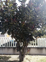 Ficus elastica