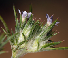 Eriastrum tracyi