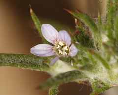 Eriastrum tracyi