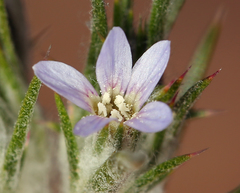 Eriastrum tracyi