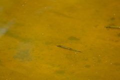 Leucaspius delineatus