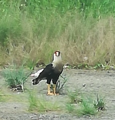 Caracara