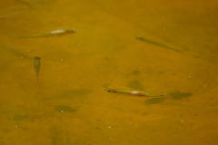 Leucaspius delineatus