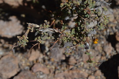 Adesmia spinosissima