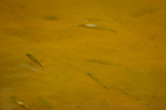 Leucaspius delineatus