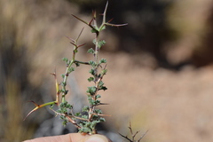 Adesmia spinosissima